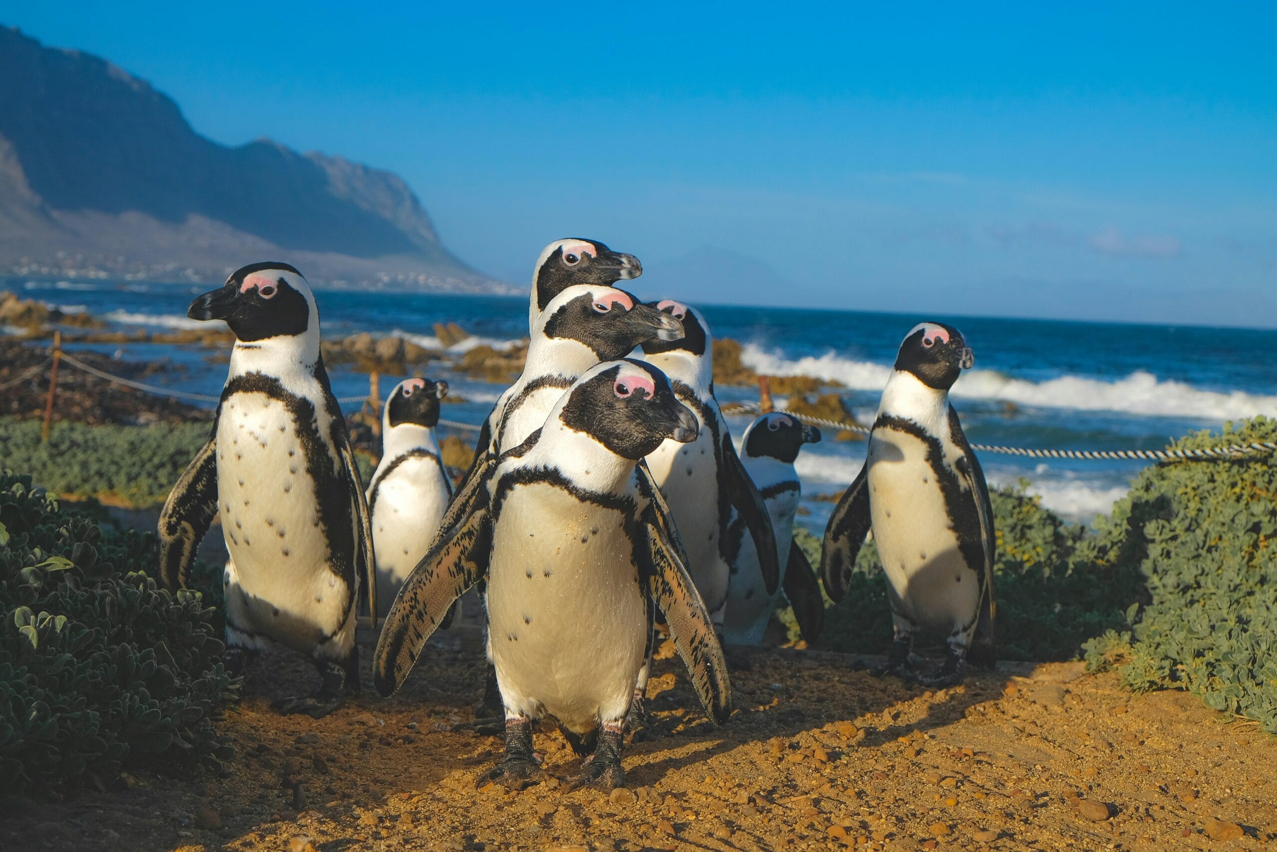 The Great South African Road Trip — Whale Festival Special