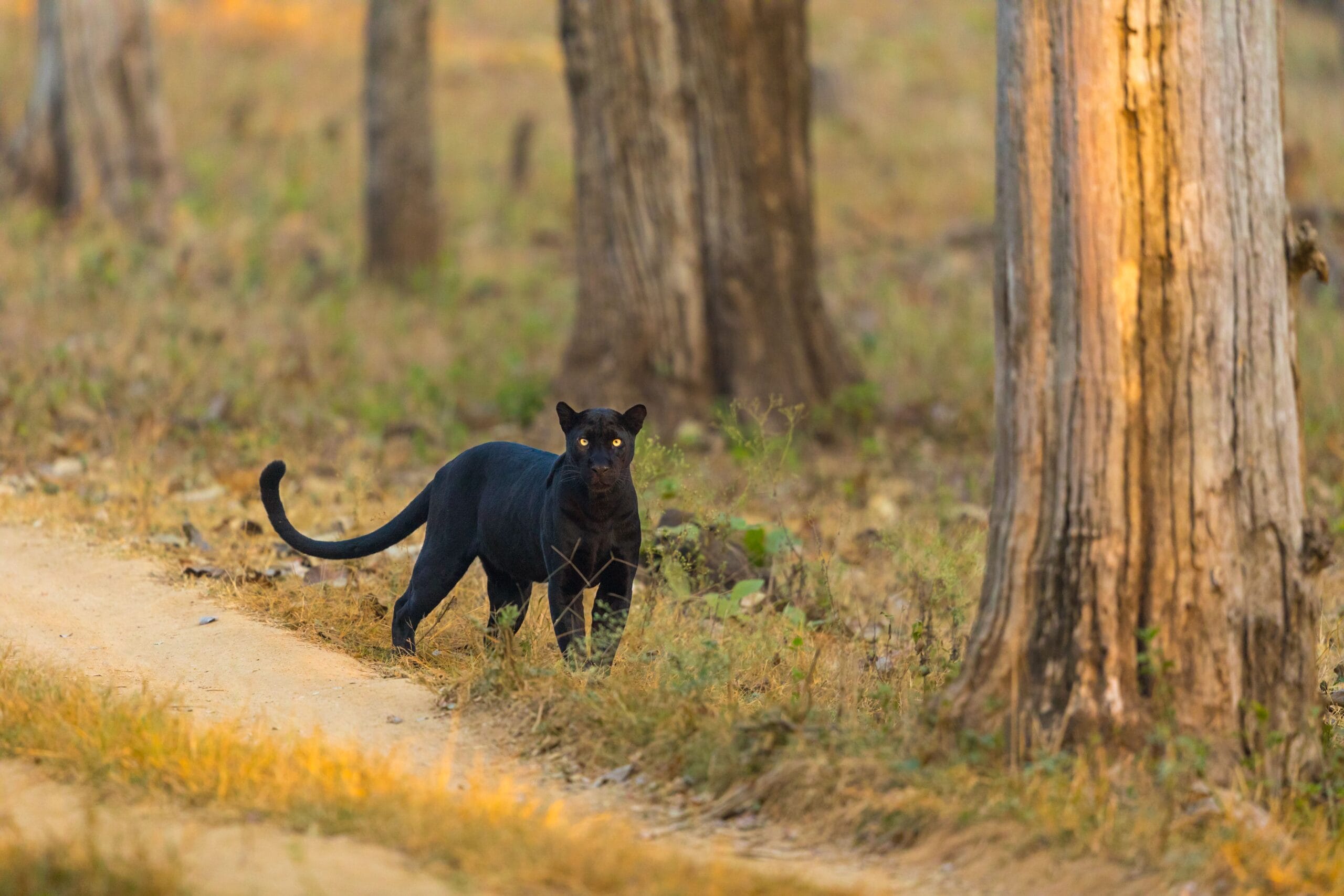 Into The Jungle — Nilgiris
