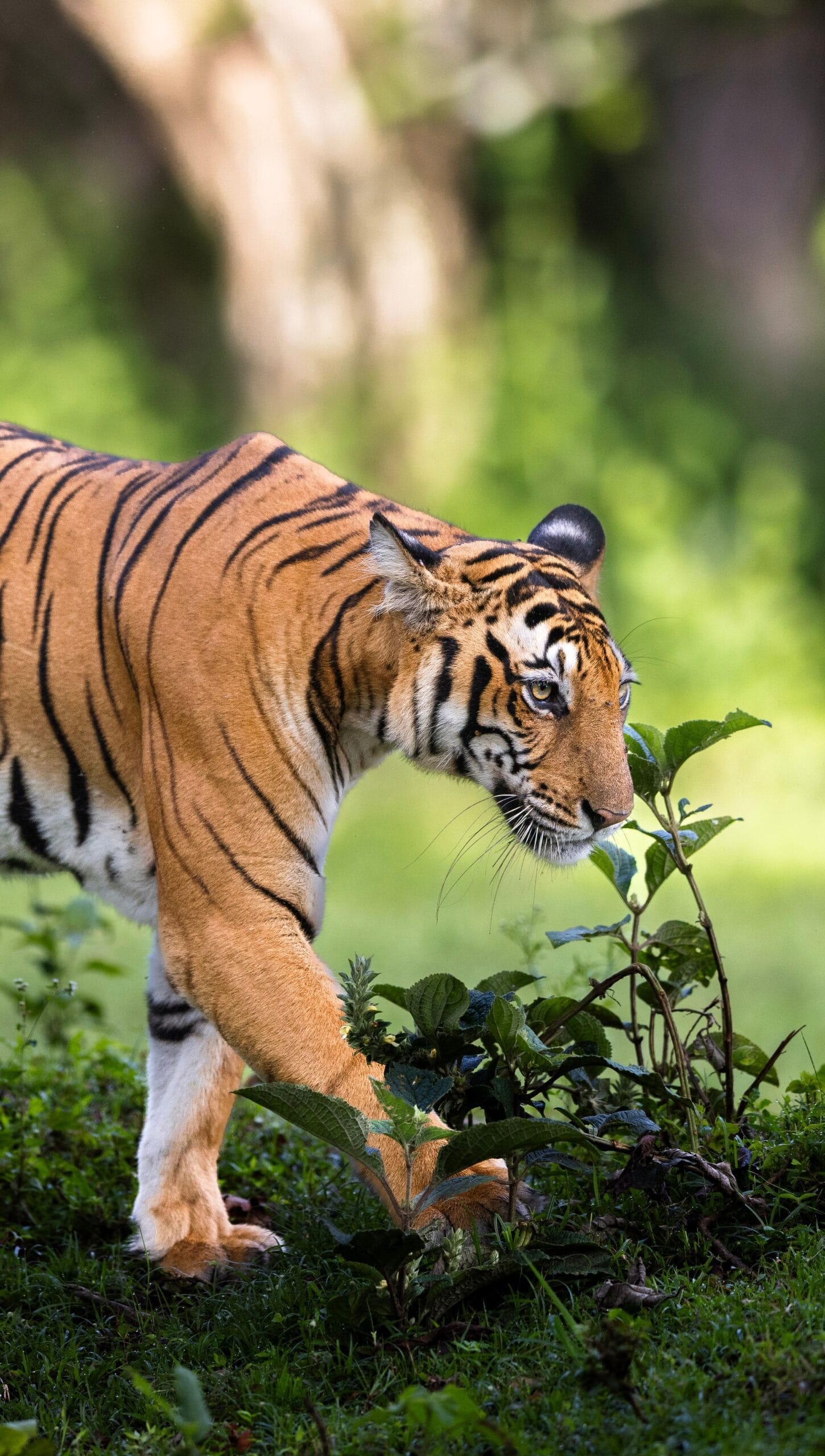 Weekend jungle safari trip to Masinagudi and Mudumalai